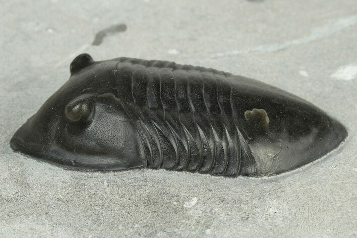 Inflated Isotelus Trilobite - Walcott-Rust Quarry, NY #231918